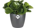 Produktbild: Blumentopf Elho Brussels Kunststoff Ø 12,5 cm H 11 cm anthrazit