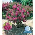 Produktbild: BALDUR Garten 1x Flieder des Südens, Pflanze im 1,5 Liter-Topf, Lagerstroemia indica Kreppmyrte winterhart, für Standort in der Sonne geeignet, b...