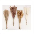 Produktbild: Set aus 100 Stück getrocknetem Pampasgras, perfektes Geschenk für Naturfreunde