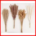 Produktbild: 100 Stück rustikale Pampasgras mit Bunny-Tails für stilvolle Tischdekoration