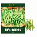 Produktbild: Buschbohnen Saxa Samen - Phaseolus vulgaris  - Bohnensamen - Gemüsesamen
