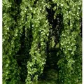 Produktbild: Hänge Buche 125-150cm - Fagus sylvatica Pendula