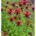 Produktbild: Indianernessel Squaw - Monarda didyma