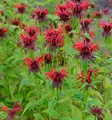Produktbild: Indianernessel Squaw - Monarda didyma