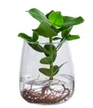 Produktbild: Dehner Zimmerpflanze Waterplant Balsamapfel Kingston, Clusia rosea Princess, Ø 14 cm, pflegeleichte Wasserpflanze im Glas
