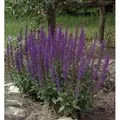 Produktbild: Salbei Ostfriesland - Salvia nemorosa
