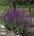 Produktbild: Salbei Ostfriesland - Salvia nemorosa - lebende Gartenpflanze aus den Baumschulen