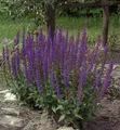 Produktbild: Salbei Ostfriesland - Salvia nemorosa