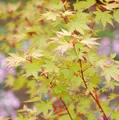 Produktbild: Japanischer Ahorn Sango Kaku 100-125cm - Acer palmatum