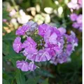 Produktbild: Hohe Flammenblume Purple Kiss - Phlox paniculata