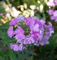 Produktbild: Hohe Flammenblume Purple Kiss - Phlox paniculata