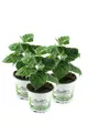 Produktbild: Enseleits 3er Set Andenbeere (Physalis peruviana), frische Kapstachelbeere Pf...