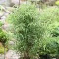 Produktbild: Schirmbambus 100-125cm - Fargesia murielae