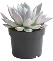 Produktbild: Dehner Echeverie Mexican Giant, Echeveria-Hybride, 15-25 cm inkl. Pflanztopf, Ø Topf 17 cm, Sukkulente