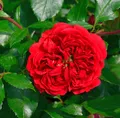 Produktbild: Hochstamm Rose Out of Rosenheim® 80-100cm