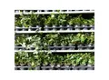 Produktbild: 25 Stück Efeu Hedera helix 20 - 35 cm Heckenpflanze winterhart Kletterpflanze Hecke Sichtschutz blickdicht