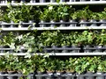 Produktbild: gruenwaren jakubik 25 Stück Efeu Hedera helix 20-35 cm Heckenpflanze winterhart Kletterpflanze Hecke Sichtschutz blickdicht
