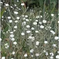Produktbild: Kranz Lichnelke Alba - Lychnis coronaria