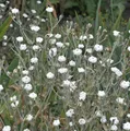 Produktbild: Kranz Lichnelke Alba - Lychnis coronaria