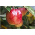 Produktbild: Malus 'Braeburn', Apfelbaum, 150–200 cm