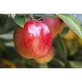 Produktbild: Malus 'Braeburn' cac 7,5L