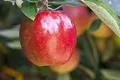 Produktbild: Malus domestica 'Braeburn' 150–200 cm – Winterhart & Mehrjährig – Apfelbaum – Obstbaum für Garten & Obstwiese