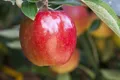 Produktbild: Pflanzen für Dich Obstpflanze Malus 'Braeburn', 1 St., Braeburn-Apfel, Apfelbaum, rot-grün, saftig-süß