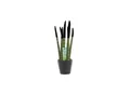 Produktbild: Plant in a Box - Zylindrischer Bogenhanf - Sansevieria cylindrica - Höhe 20-40cm - Topf 9cm