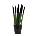 Produktbild: Plant in a Box - Zylindrischer Bogenhanf - Sansevieria cylindrica - Höhe 20-40 cm - Topf 9 cm - Dekorative Zimmerpflanze mit samtiger schwarzer Farbbeschichtung - Luftreinigend & Pflegeleicht