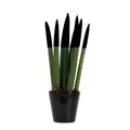 Produktbild: Plant in a Box  Zylindrischer Bogenhanf Sansevieria cylindrica 35cm Sukkulente