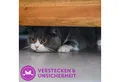 Produktbild: Feliway Katzenstreu FELIWAY® Classic Spray 20ml – entspannte Katzen zuhause und unterwegs