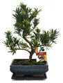 Produktbild: Bonsai Steineibe - Podocarpus macrophyllus - ca. 8 Jahre