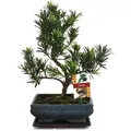 Produktbild: Exotenherz Bonsai Steineibe Podocarpus Macrophyllus ca. 8 Jahre