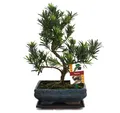 Produktbild: Exotenherz Zimmerpflanze Bonsai Steineibe - Podocarpus macrophyllus - ca. 8 Jahre
