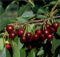 Produktbild: Oktavia, Süßkirsche, kleinbleibender Obstbaum, Liefergröße 120-140cm im Topf … 