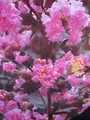 Produktbild: Lagerstroemia indica Rhapsody in Pink - Chinesische Kräuselmyrte - 40-60cm