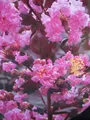 Produktbild: Lagerstroemia indica Rhapsody in Pink - Chinesische Kräuselmyrte - 40-60cm