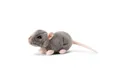 Produktbild: TOBAR Kuscheltier Ratte Animigos Kuscheltier