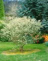 Produktbild: Aronia arbutifolia 60–100 cm – Winterhart Mehrjährig Pflegeleicht – Rote Apfelbeere – Heckenpflanze für Garten & Sichtschutz