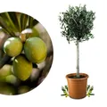 Produktbild: Meine Orangerie Olivenbaum Grande- eleganter Olivenbaum als Hochstamm mit schöner Krone - Olea Europaea - Olive Tree - Fruchtreifes Stämmchen in Gärtnerqualität