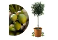 Produktbild: Meine Orangerie Olivenbaum Stämmchen - Olea europaea, echte Olive, fruchtreifes Bäumchen in Gärtnerqualität