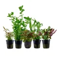Produktbild: Aquaone Wasserpflanze Pflanzen Set mit 5 Einsteiger Wasserpflanzen Nr.127