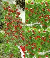 Produktbild: BALDUR Garten Erdbeer-Kollektion Hummi®, 4 Pflanzen je 2 Pflanzen der original Klettererdbeere und Hängeerdbeere,schnellwachsende Klettererdbeeren, selbstfruchtend, winterhart, Fragaria x ananassa