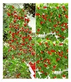 Produktbild: BALDUR Garten Erdbeer-Kollektion Hummi®, 4 Pflanzen je 2 Pflanzen der original Klettererdbeere und Hängeerdbeere,schnellwachsende Klettererdbeeren, selbstfruchtend, winterhart, Fragaria x ananassa