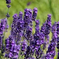Produktbild: 6 x Lavandula Angustifolia 'Hidcote' - Lavendel Hidcote Blue Topf 9x9cm