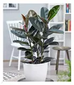 Produktbild: BALDUR Garten Gummibaum Abidjan ca. 80-90 cm hoch, 1 PflanzeLuftreinigende Zimmerpflanze, unterstützt das Raumklima, Ficus elastica Zimmerpflanze, Grünpflanze, mehrjährig - frostfrei halten