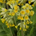 Produktbild: Primula veris - Echte Schlüsselblume Insektenfreundliche Staude  0,5l Topf