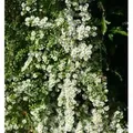 Produktbild: Myrtenaster Schneetanne - Aster ericoides