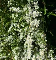 Produktbild: Myrtenaster Schneetanne - Aster ericoides