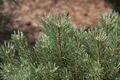 Produktbild: Pinus sylvestris 40–60 cm – Winterhart, Immergrün, Pflegeleicht – Waldkiefer – Solitärbaum für Garten & Windschutz